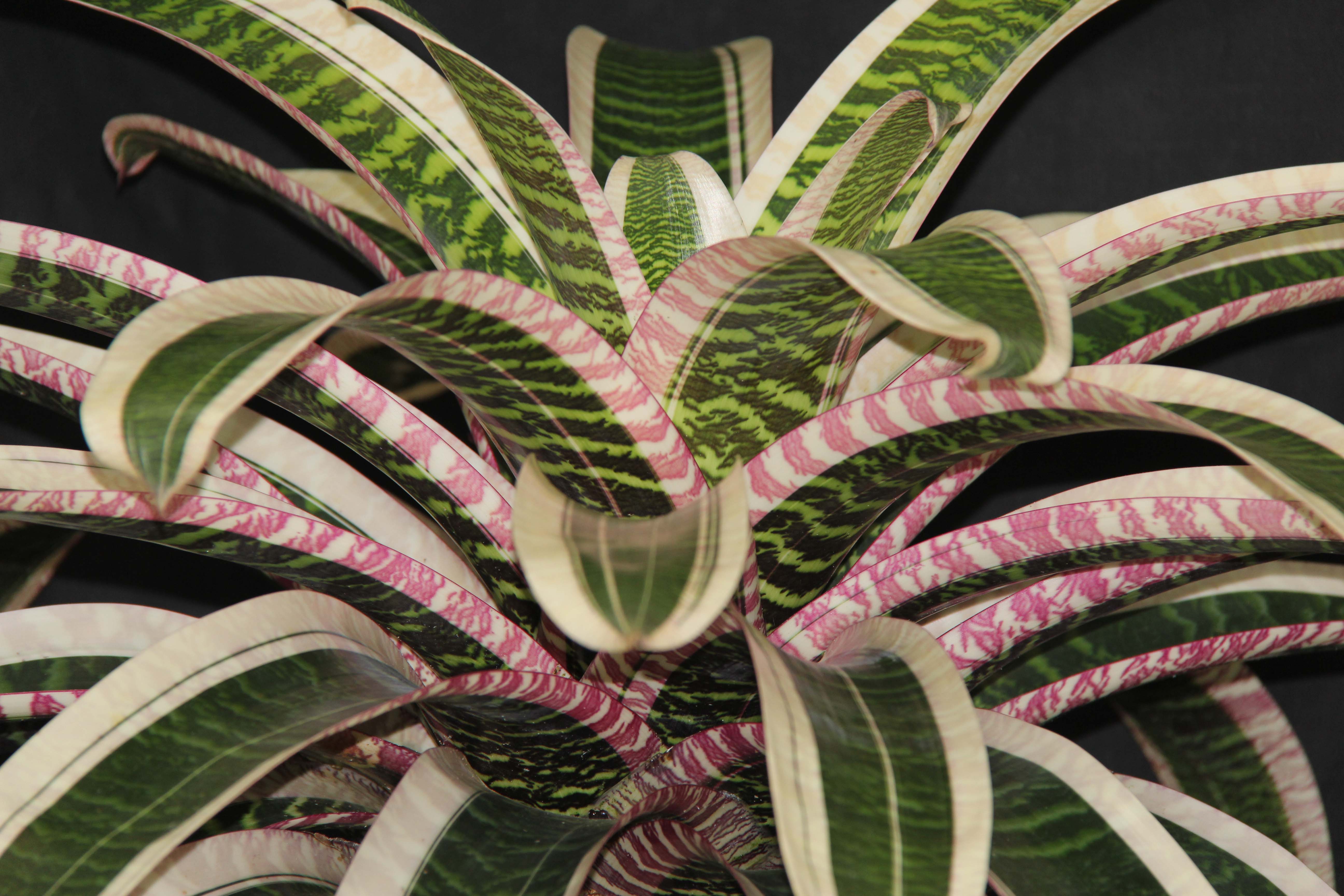 フリーセア アビゲイルジーン ?imw=512&imh=288&ima=fit&